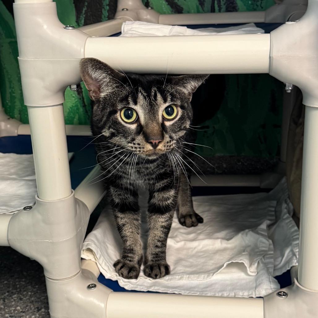 Enlarge Toby, a Adoptable Domestic Short Hair in Hendersonville, NC image 2/5