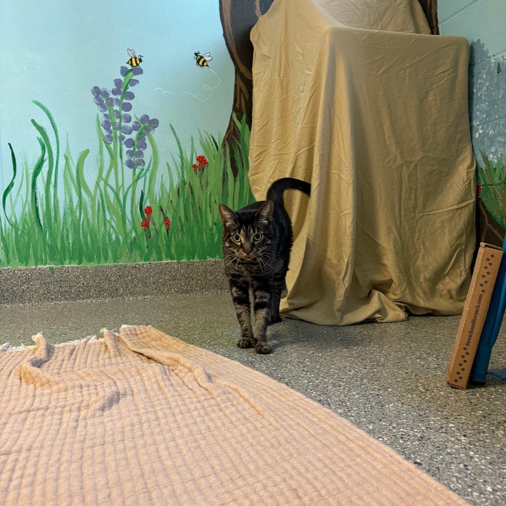 Enlarge Toby, a Adoptable Domestic Short Hair in Hendersonville, NC image 3/5