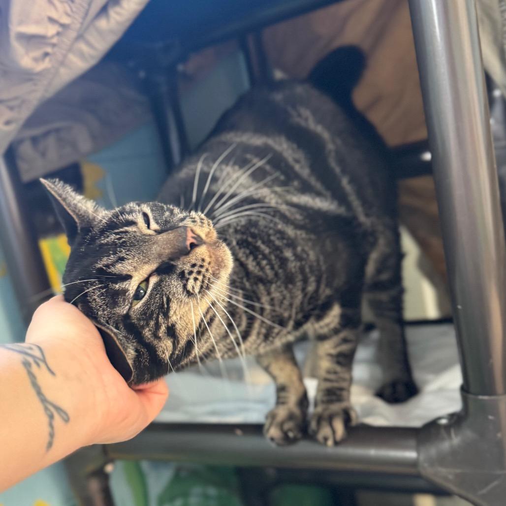 Enlarge Toby, a Adoptable Domestic Short Hair in Hendersonville, NC image 4/5