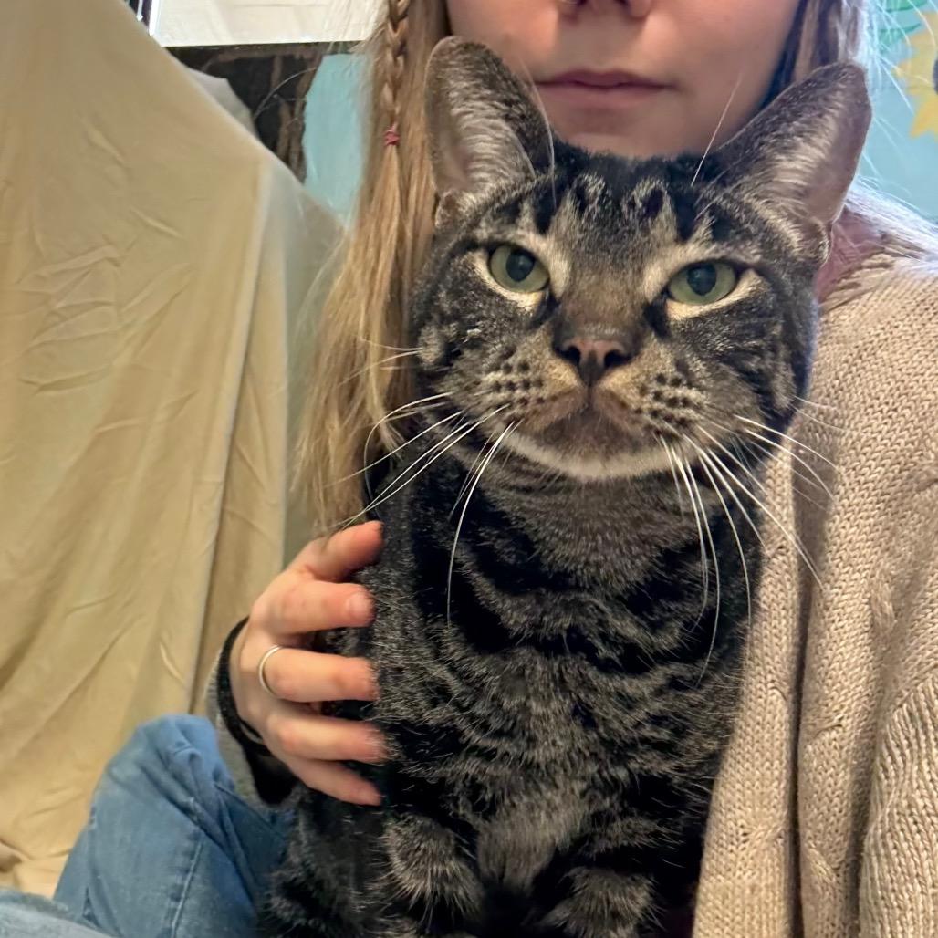 Enlarge Toby, a Adoptable Domestic Short Hair in Hendersonville, NC image 5/5