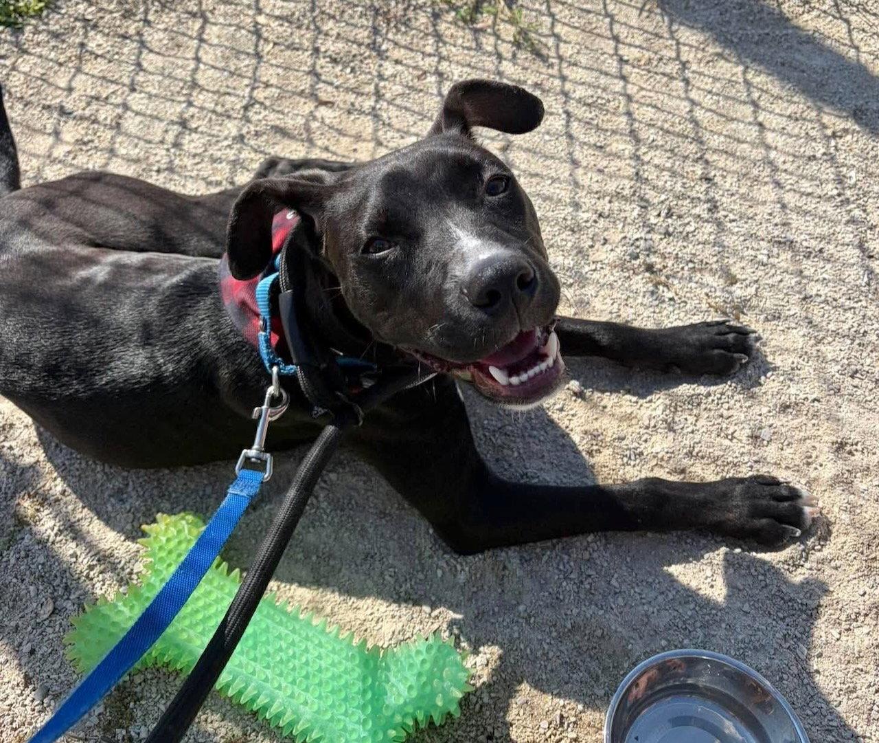 Linus, Adoptable, Puppy Male Boxer & Pit Bull Terrier.