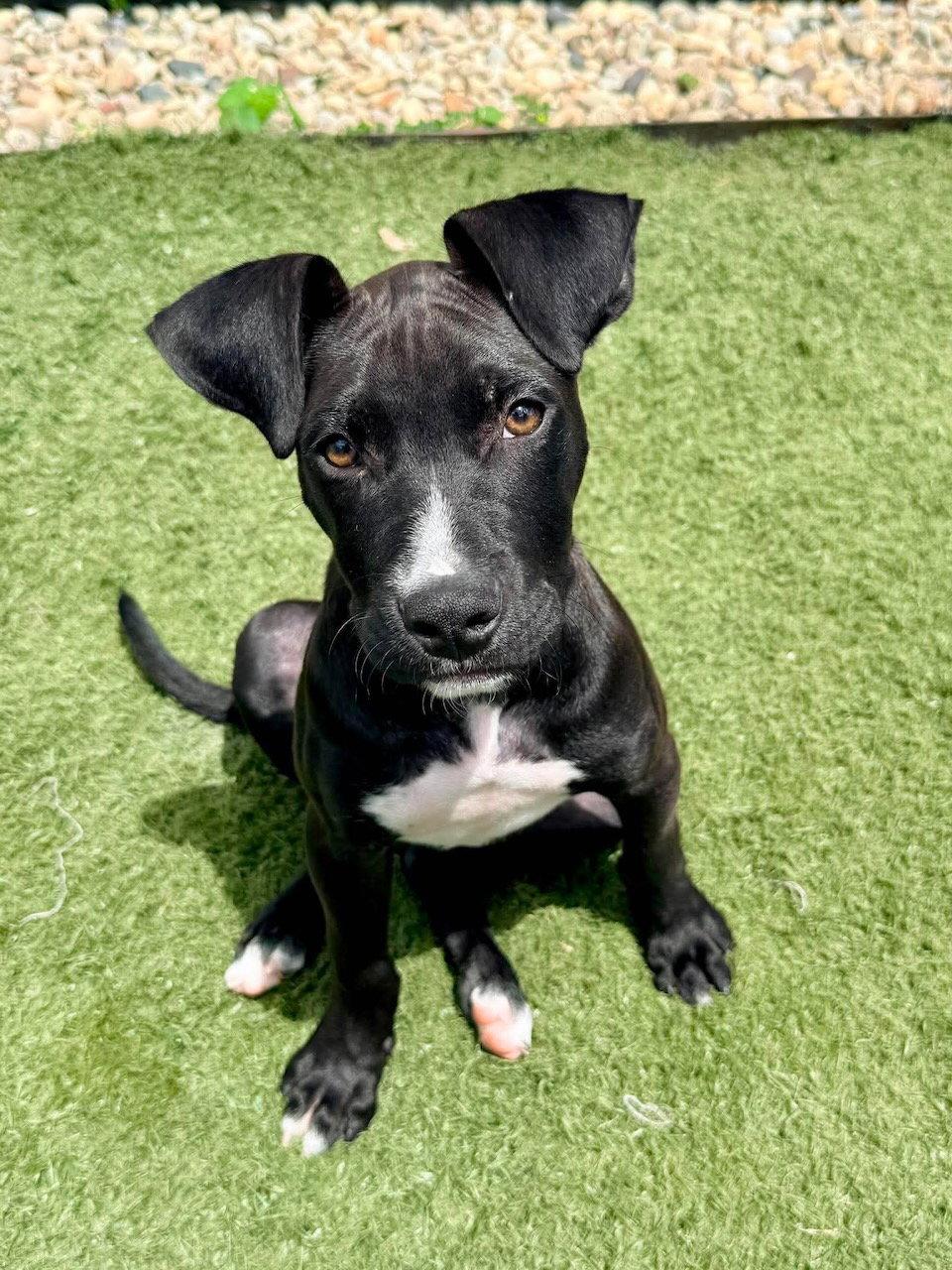 Linus, Adoptable, Puppy Male Boxer & Pit Bull Terrier.