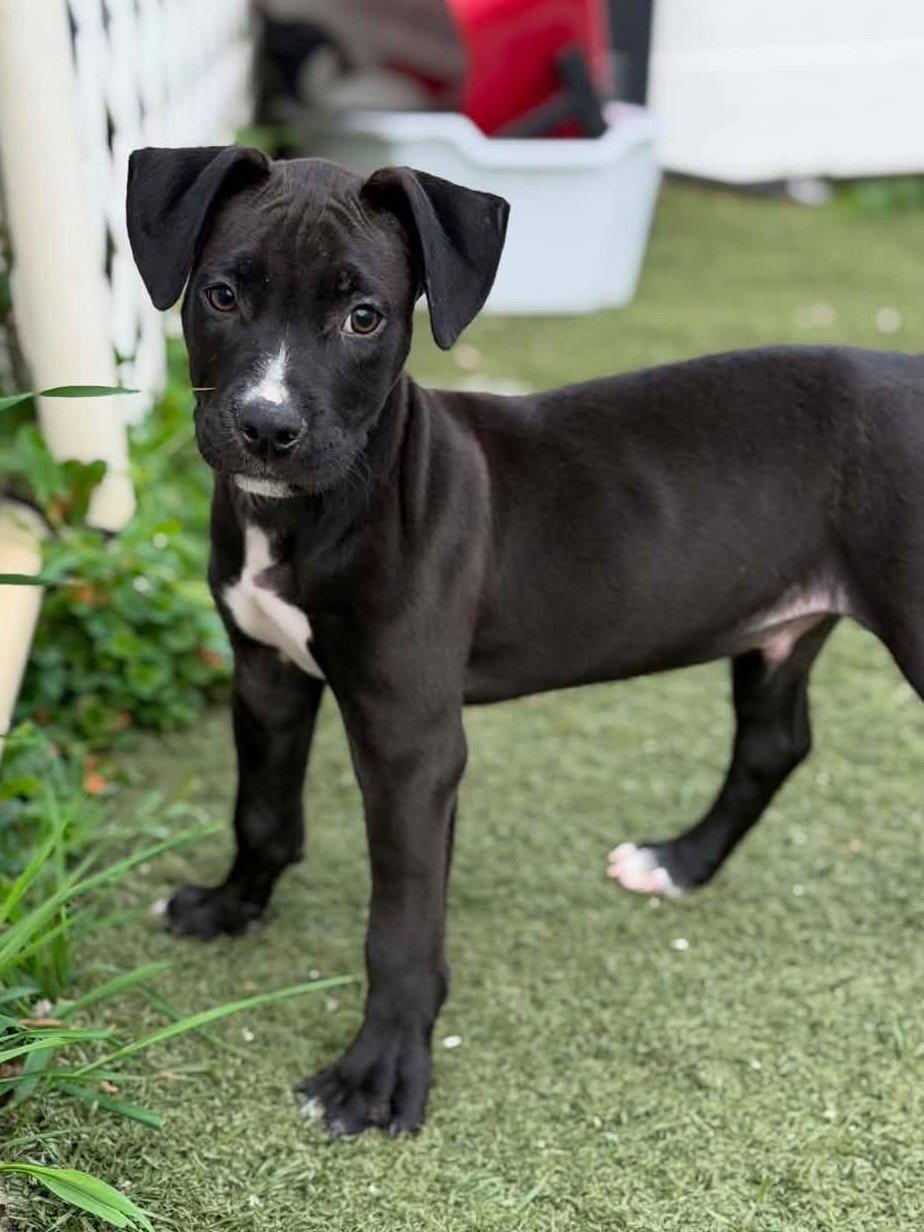 Linus, a Adoptable mixed breed in GILBERTS, IL image 2/3