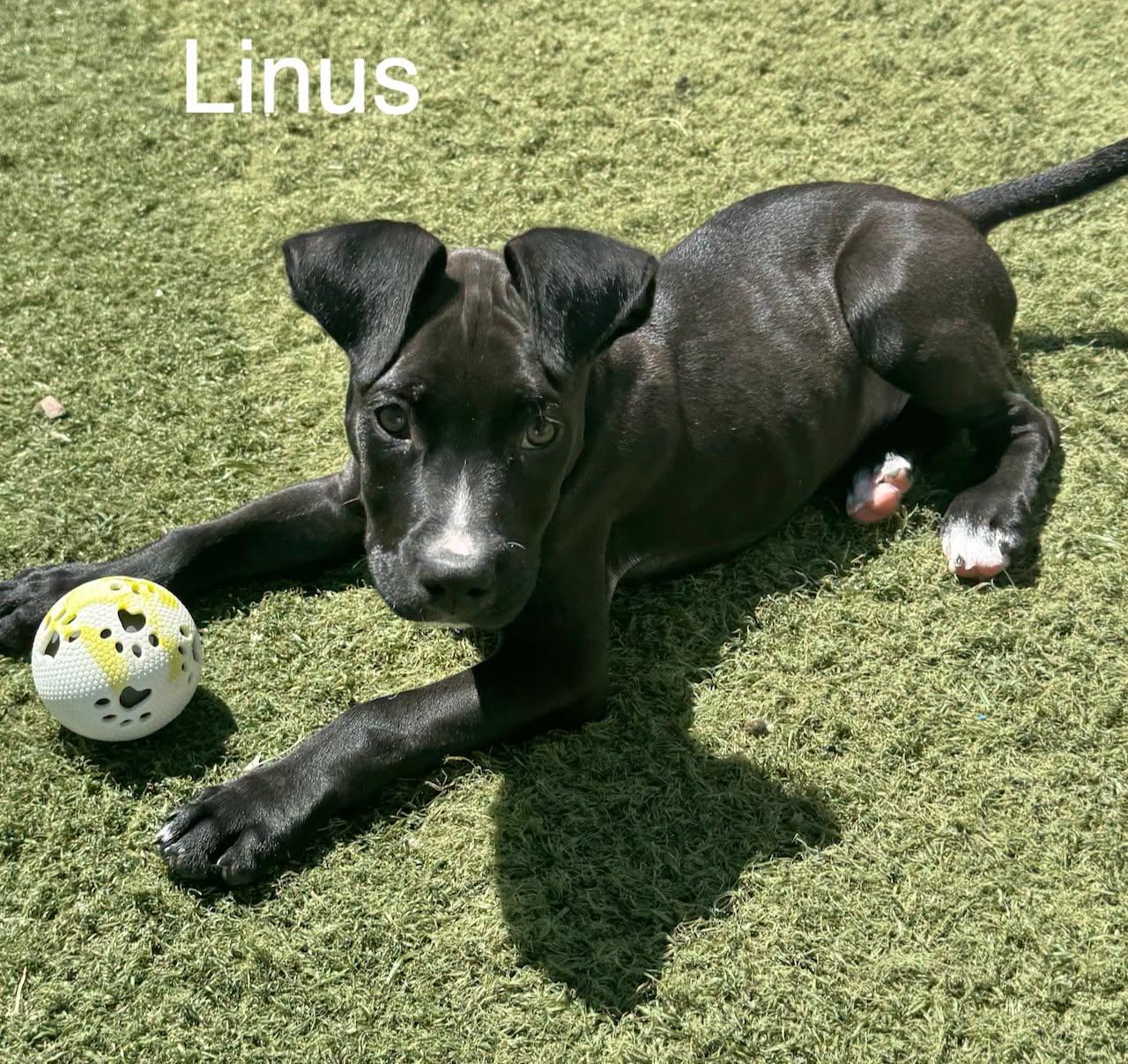 Enlarge Linus, a Adoptable mixed breed in GILBERTS, IL image 3/3