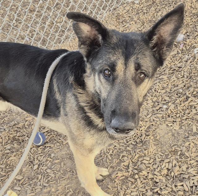 ROCKET, Adoptable, Adult Male German Shepherd Dog & Mixed Breed.