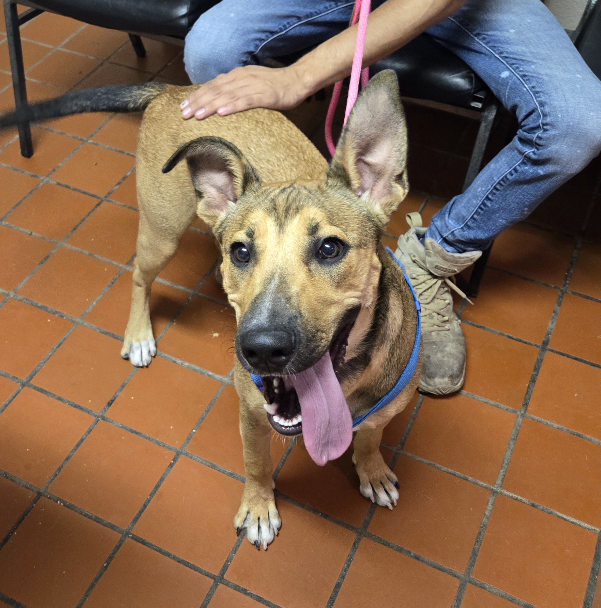Gordo, Adoptable, Young Male Shepherd.