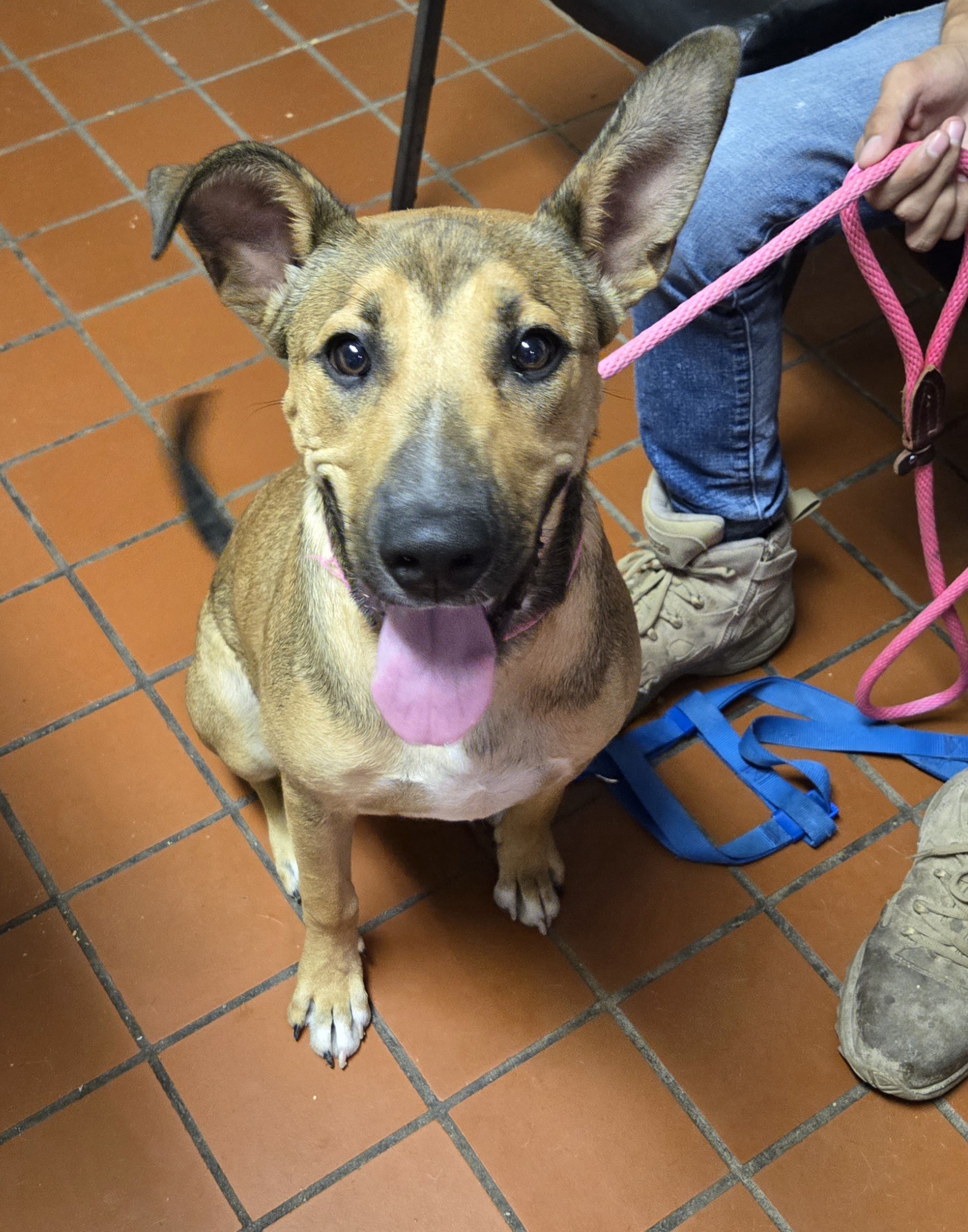 Gordo, a Adoptable mixed breed image 2/3