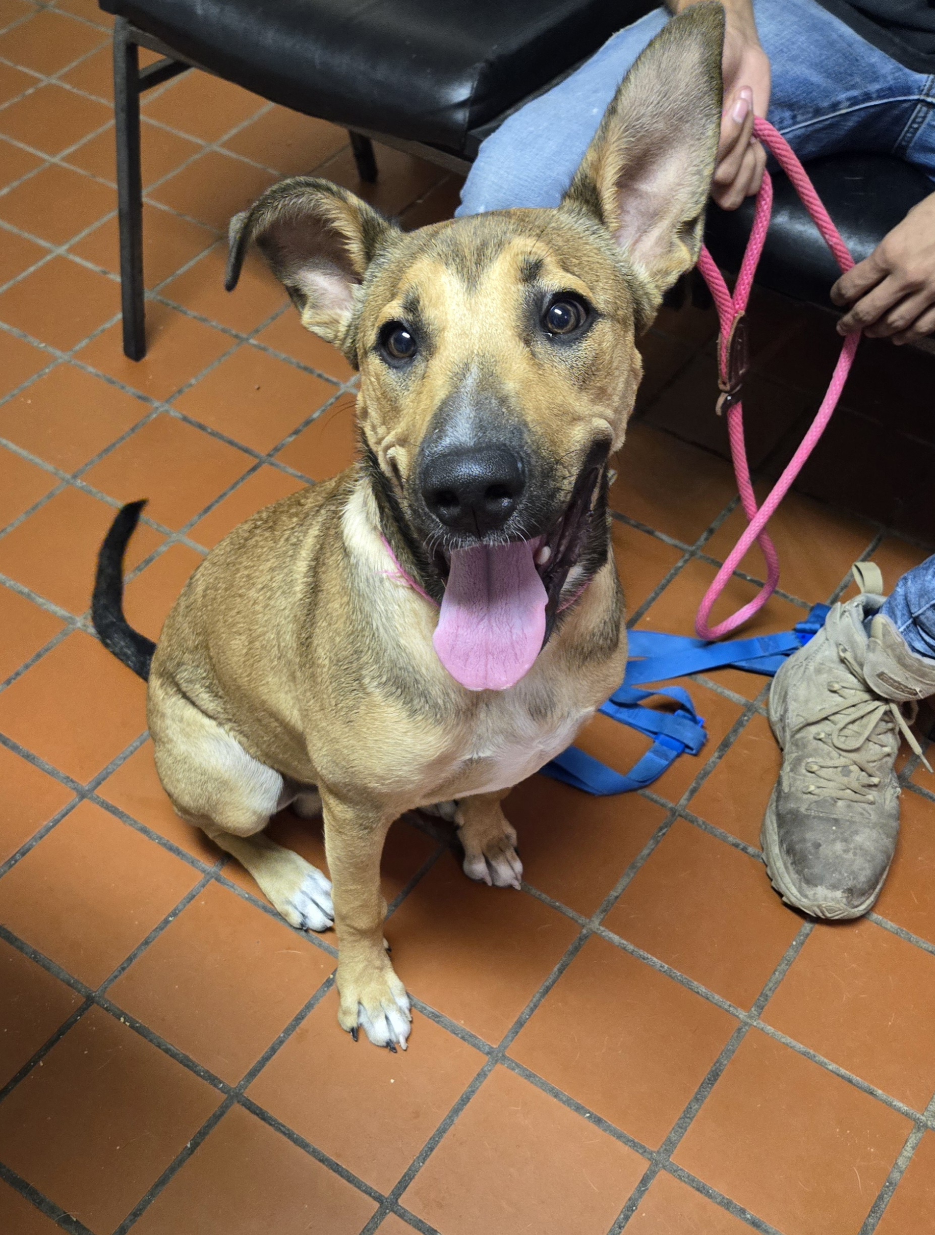 Gordo, a Adoptable mixed breed image 3/3