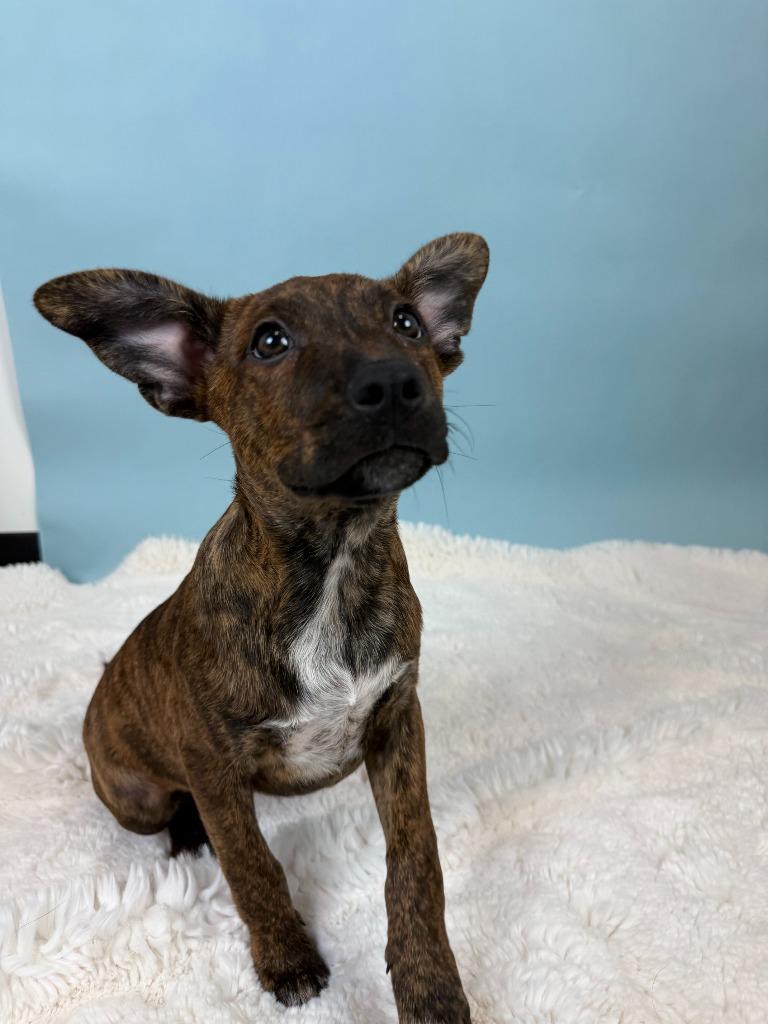 Screech, Adoptable, Puppy Female Australian Cattle Dog / Blue Heeler & Cattle Dog.