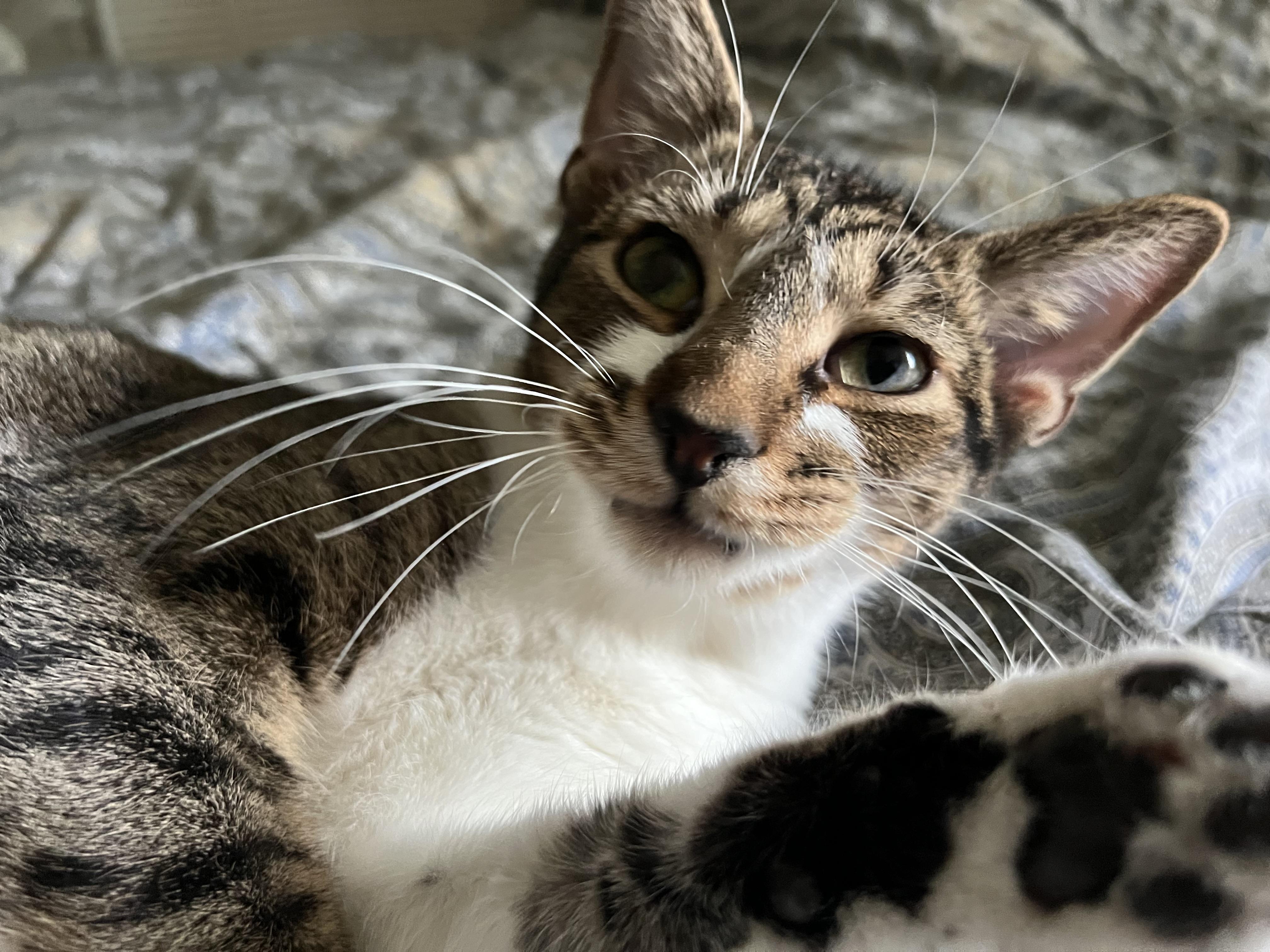 Enlarge Ziggy, a Adoptable Tabby in Campbellsville, KY image 1/6