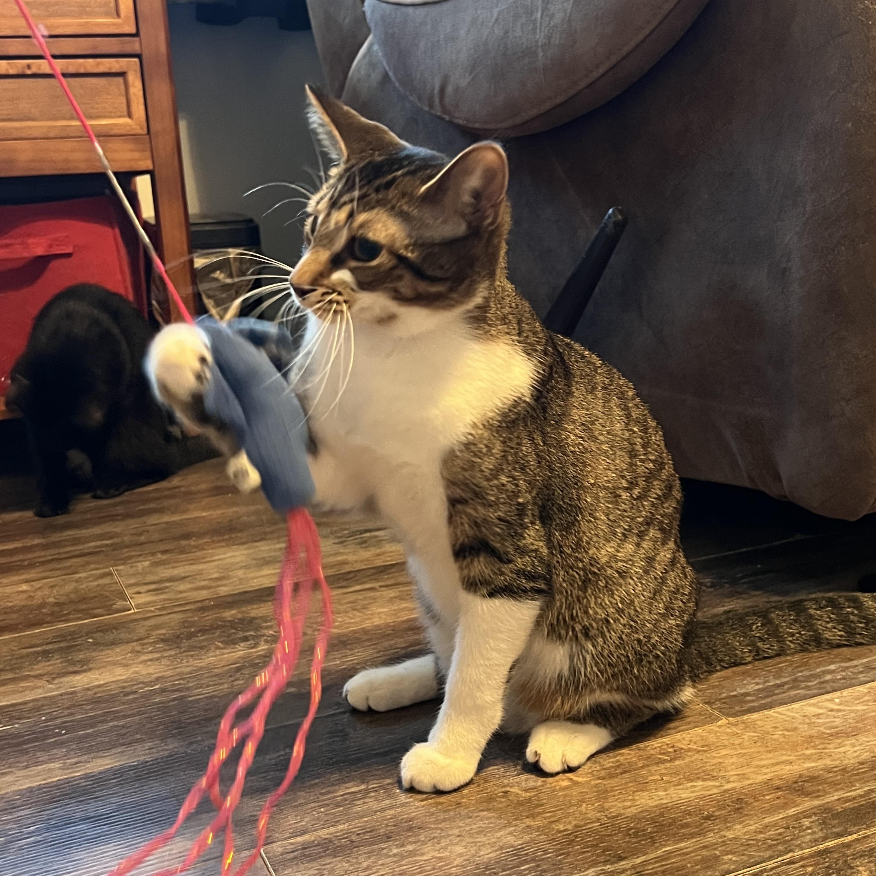 Enlarge Ziggy, a Adoptable Tabby in Campbellsville, KY image 3/6
