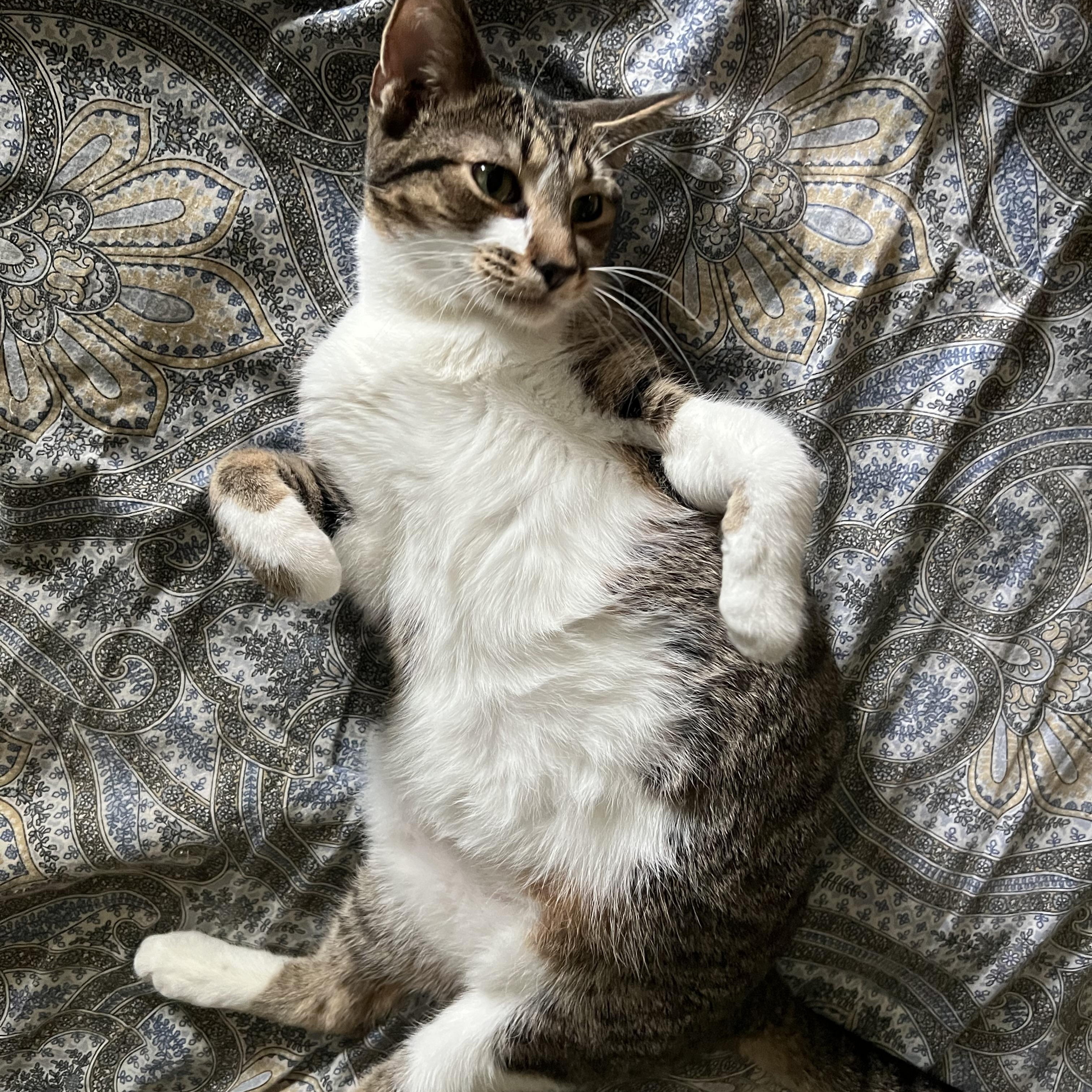 Enlarge Ziggy, a Adoptable Tabby in Campbellsville, KY image 2/6