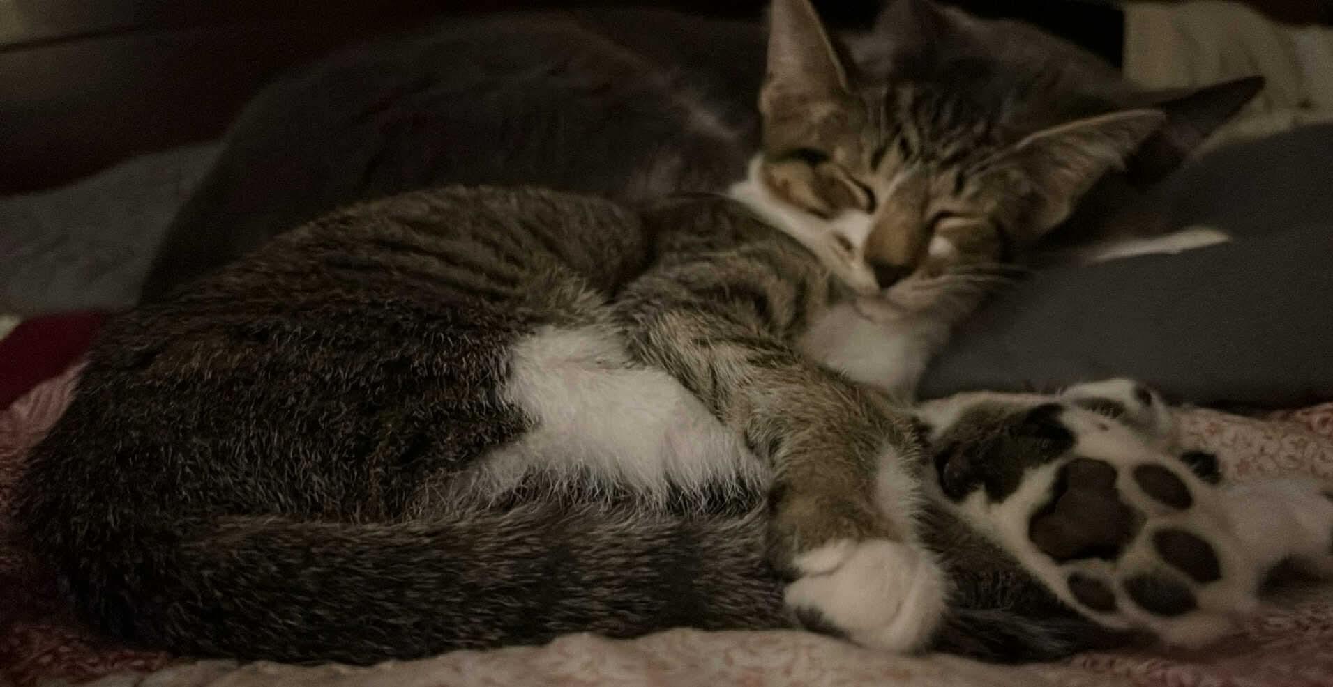 Enlarge Ziggy, a Adoptable Tabby in Campbellsville, KY image 4/6