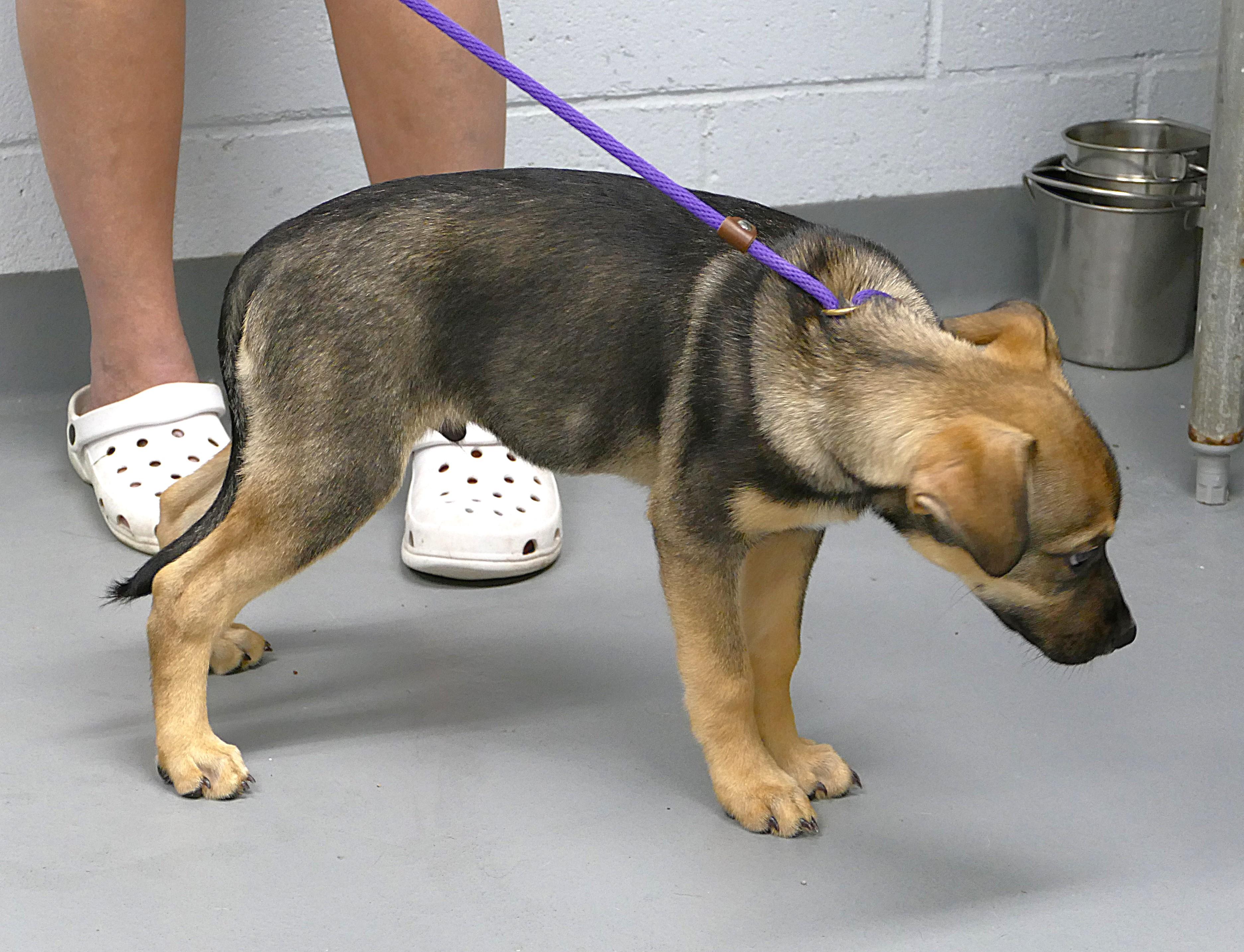Enlarge THOR, a Adopted mixed breed in Beechbottom, WV image 2/3