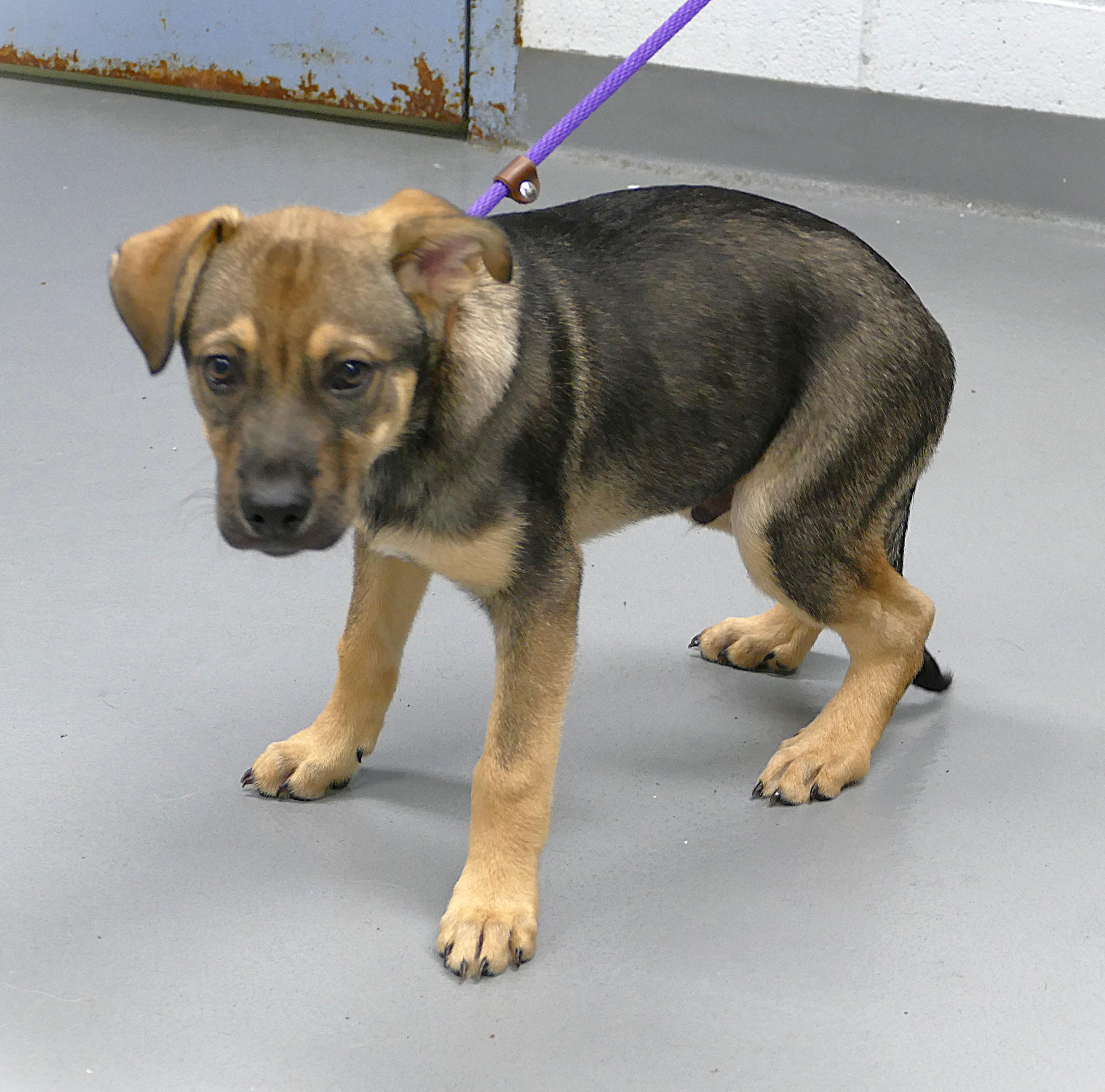 Enlarge THOR, a Adopted mixed breed in Beechbottom, WV image 1/3