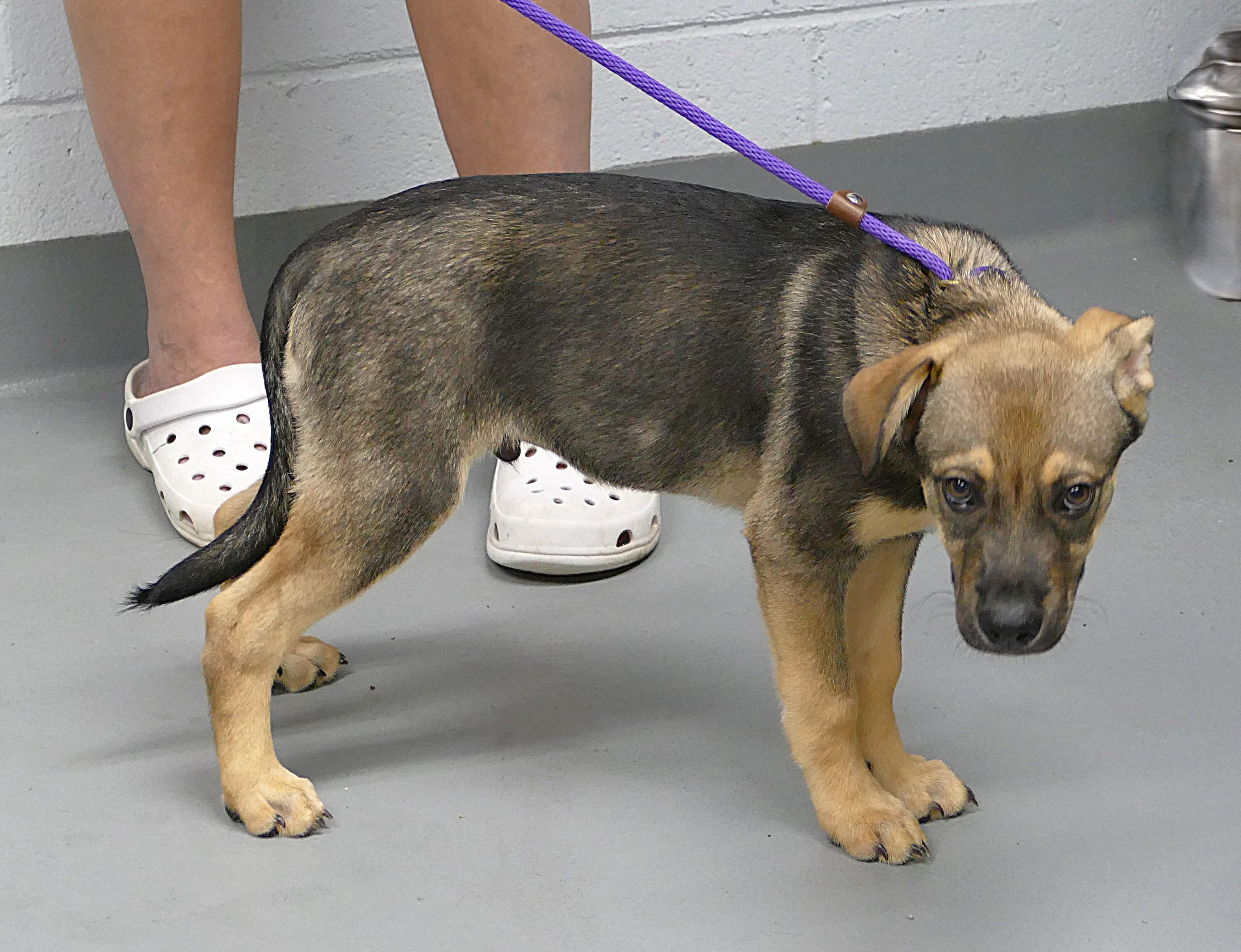 Enlarge THOR, a Adopted mixed breed in Beechbottom, WV image 3/3