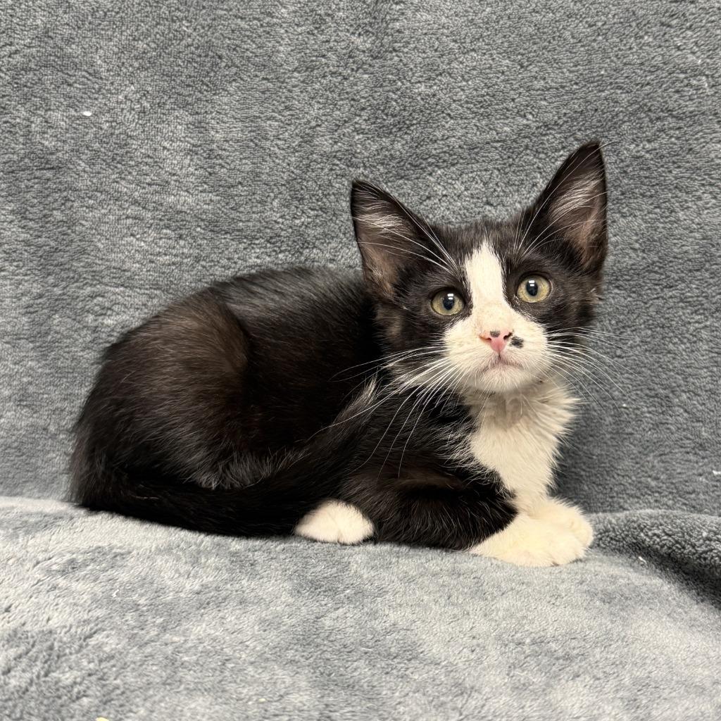 Boggle, a Adoptable mixed breed in Brenham, TX image 3/6