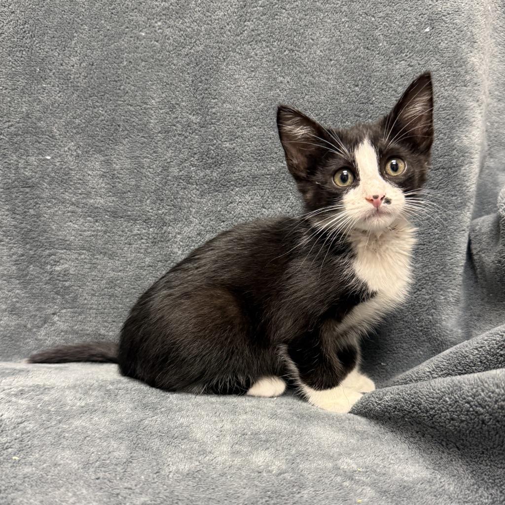 Boggle, a Adoptable mixed breed in Brenham, TX image 4/6
