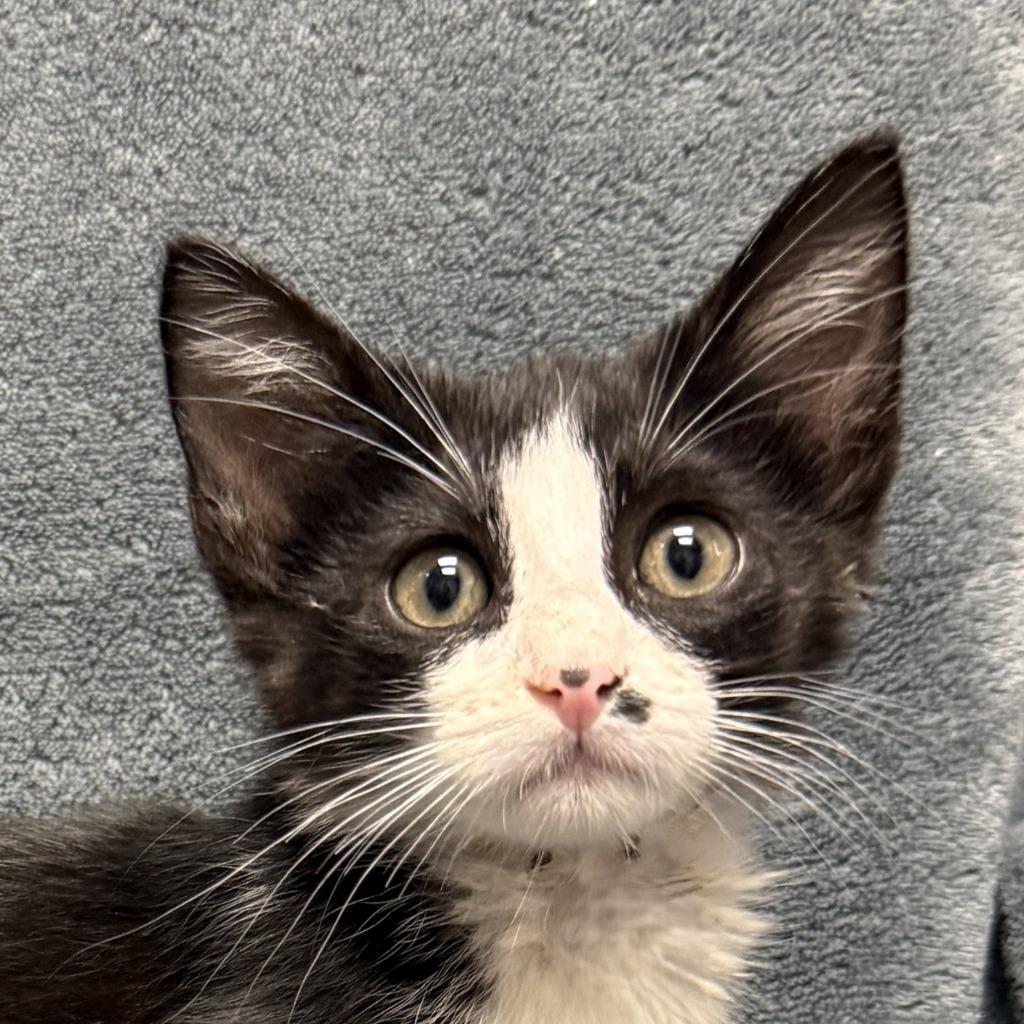 Boggle, Adoptable, Kitten Male Domestic Short Hair.