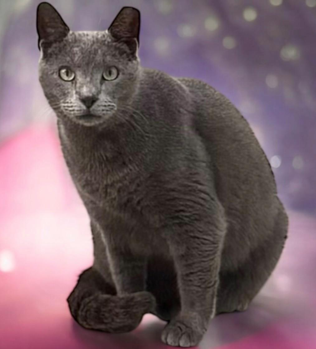 Ash, Adoptable, Adult Male Domestic Short Hair & Russian Blue.