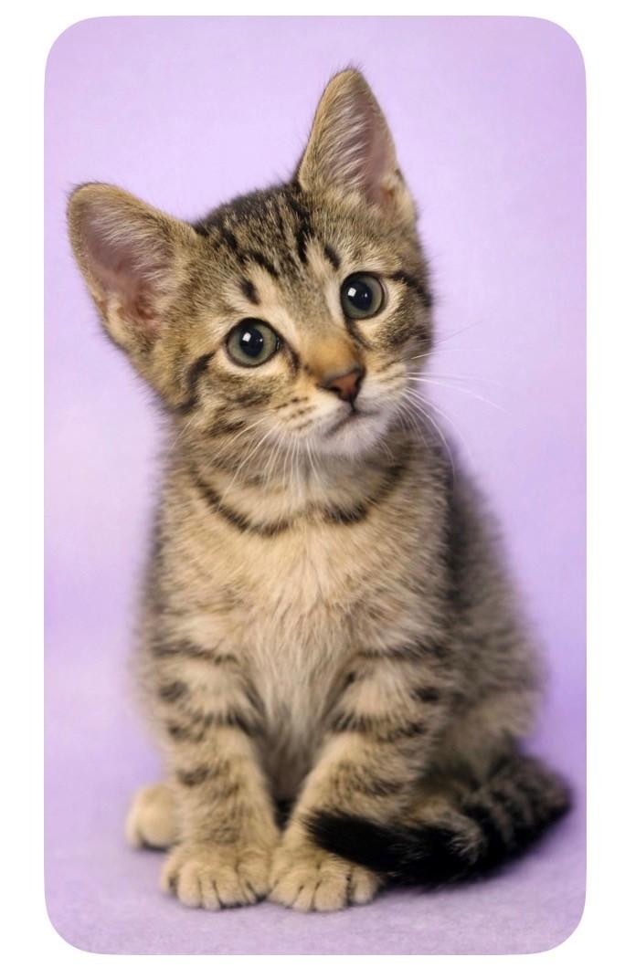 ChooChoo, Adoptable, Kitten Male Domestic Short Hair.