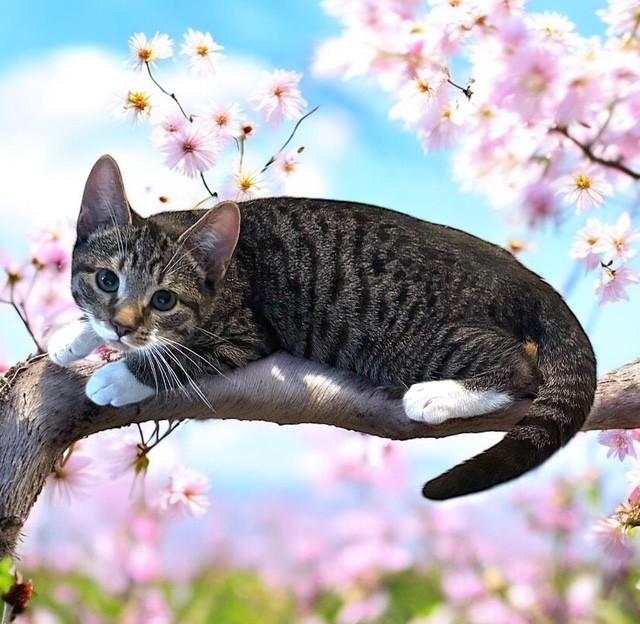 Enlarge Harley, a Adoptable mixed breed in DELRAY Beach, FL image 2/2