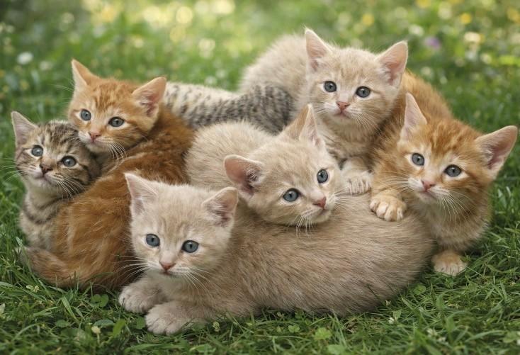 Enlarge Rio, a Adoptable mixed breed in DELRAY Beach, FL image 2/2