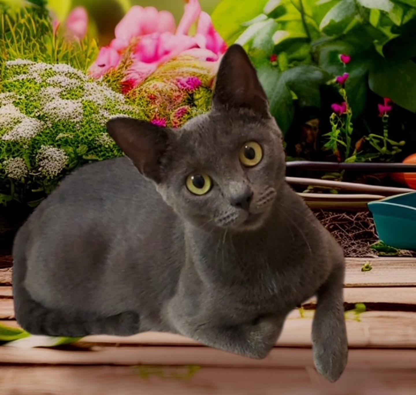 Luna, Adoptable, Kitten Male Domestic Short Hair & Russian Blue.