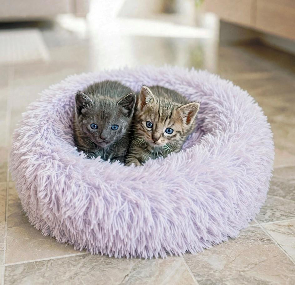 Enlarge Chrome & Houston, a Adoptable Domestic Short Hair in DELRAY Beach, FL image 1/1