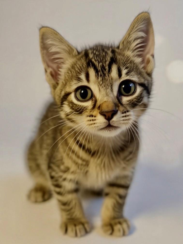 ChooChoo, a Adoptable Domestic Short Hair in DELRAY Beach, FL image 2/2