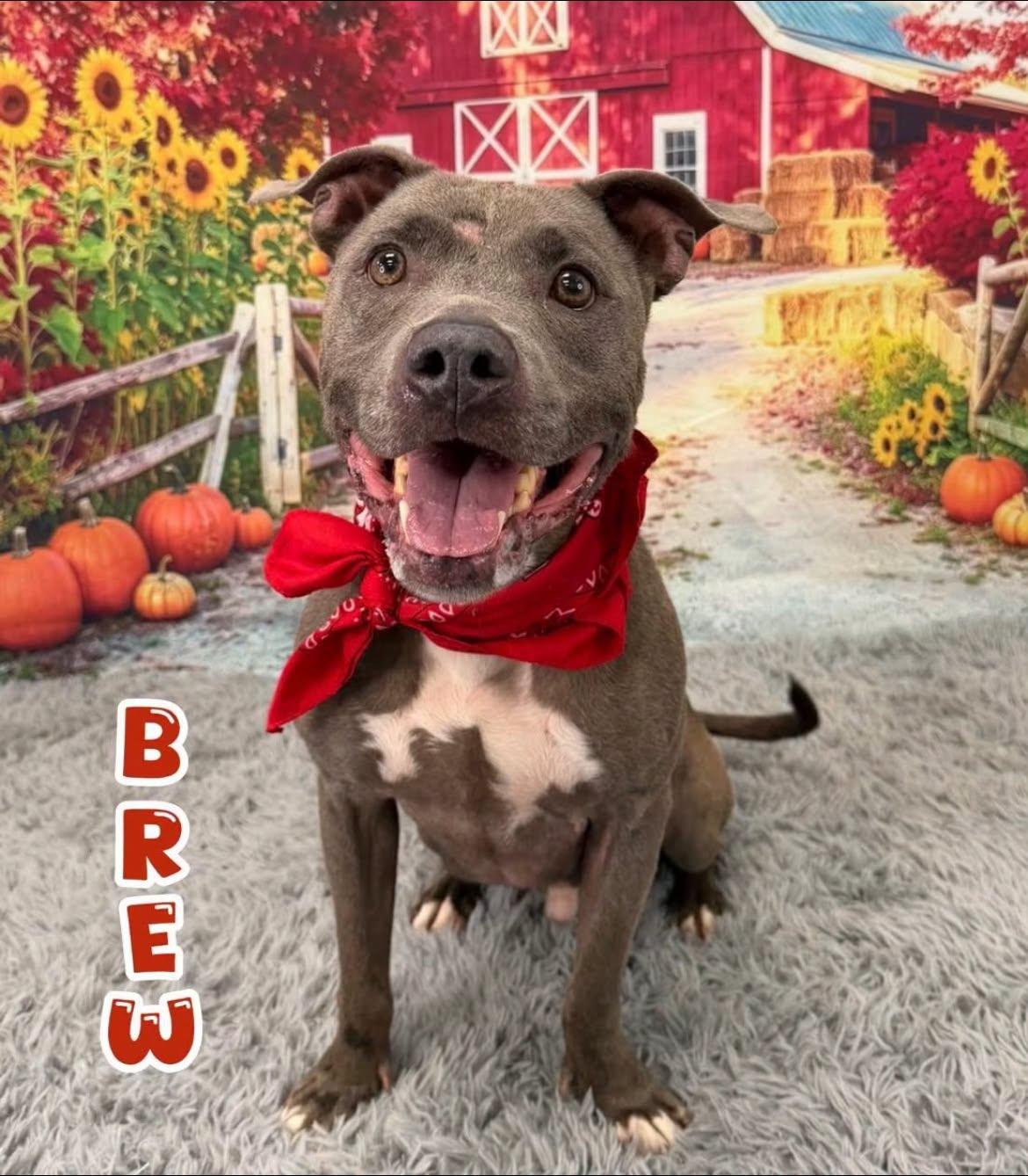 Brew, Adoptable, Adult Male Mixed Breed.