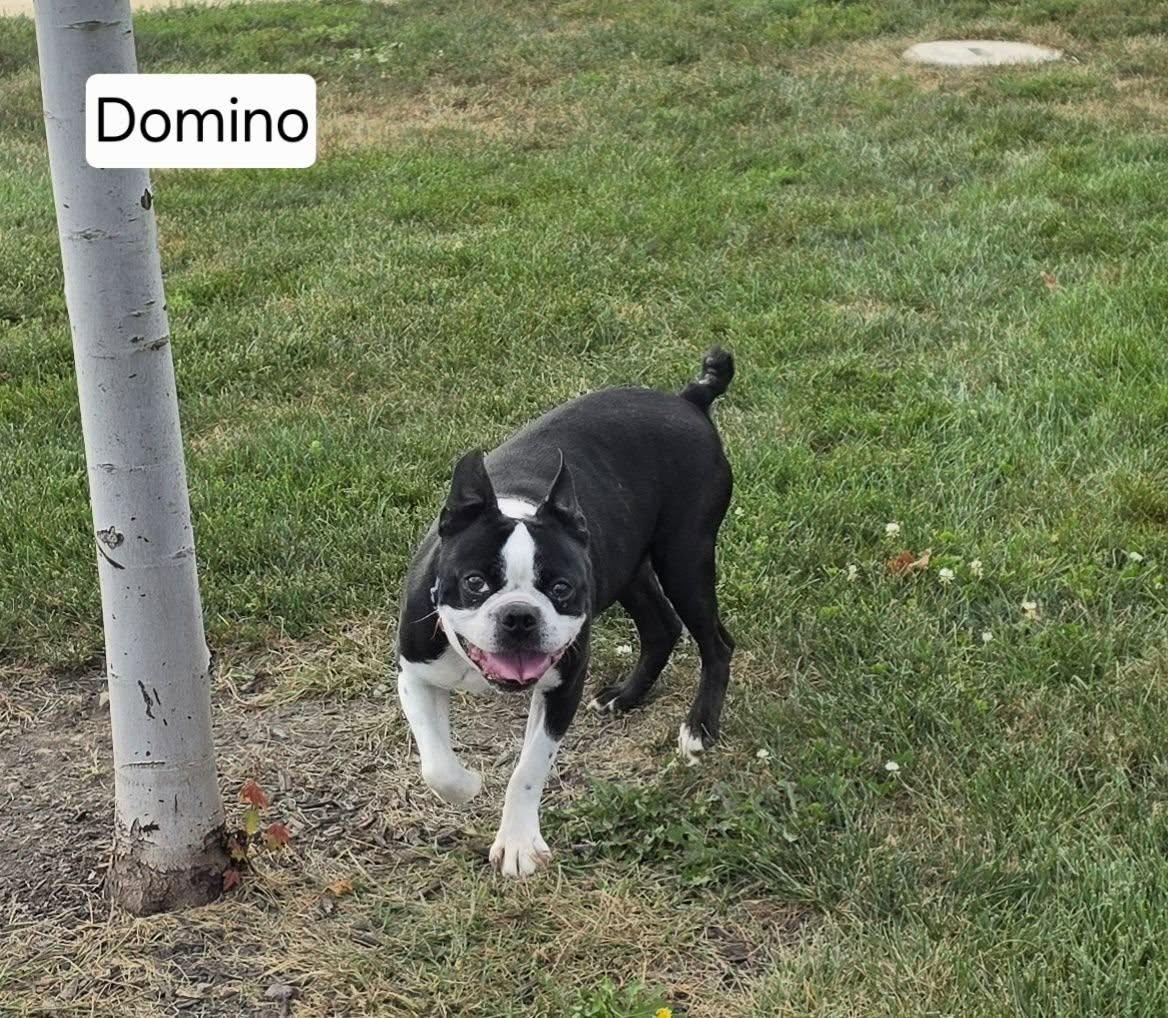 Domino, Adoptable, Adult Male Boston Terrier.