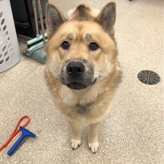 Foxy, a ADOPTABLE mixed breed in Prince Frederick, MD image 4/5