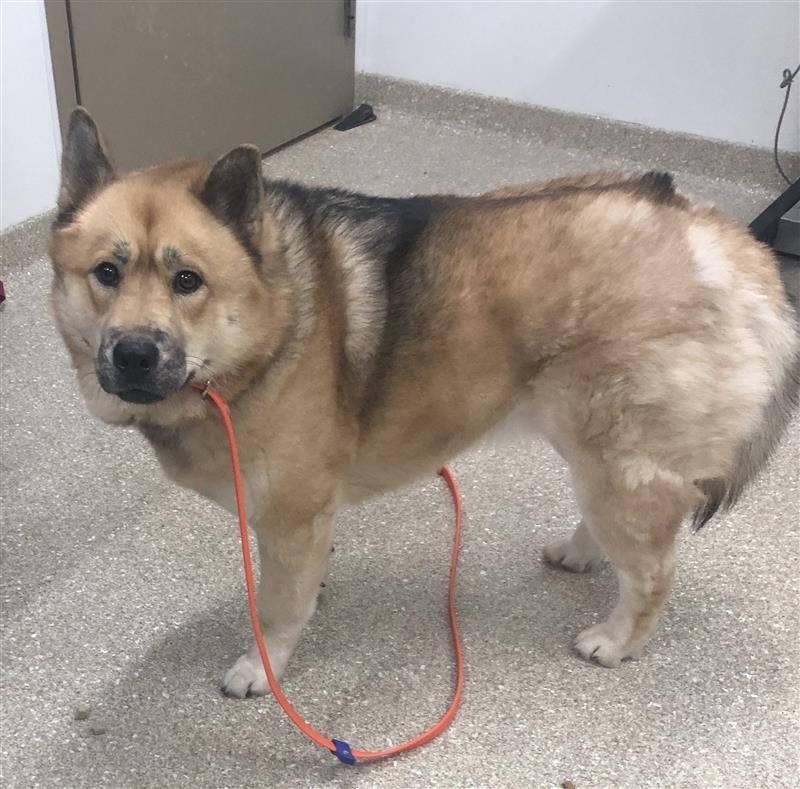 Foxy, a ADOPTABLE mixed breed in Prince Frederick, MD image 3/5