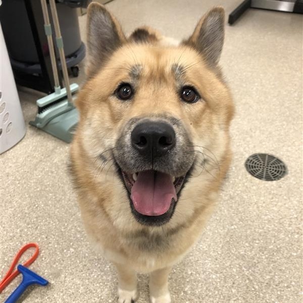 Foxy, a ADOPTABLE mixed breed in Prince Frederick, MD image 2/5