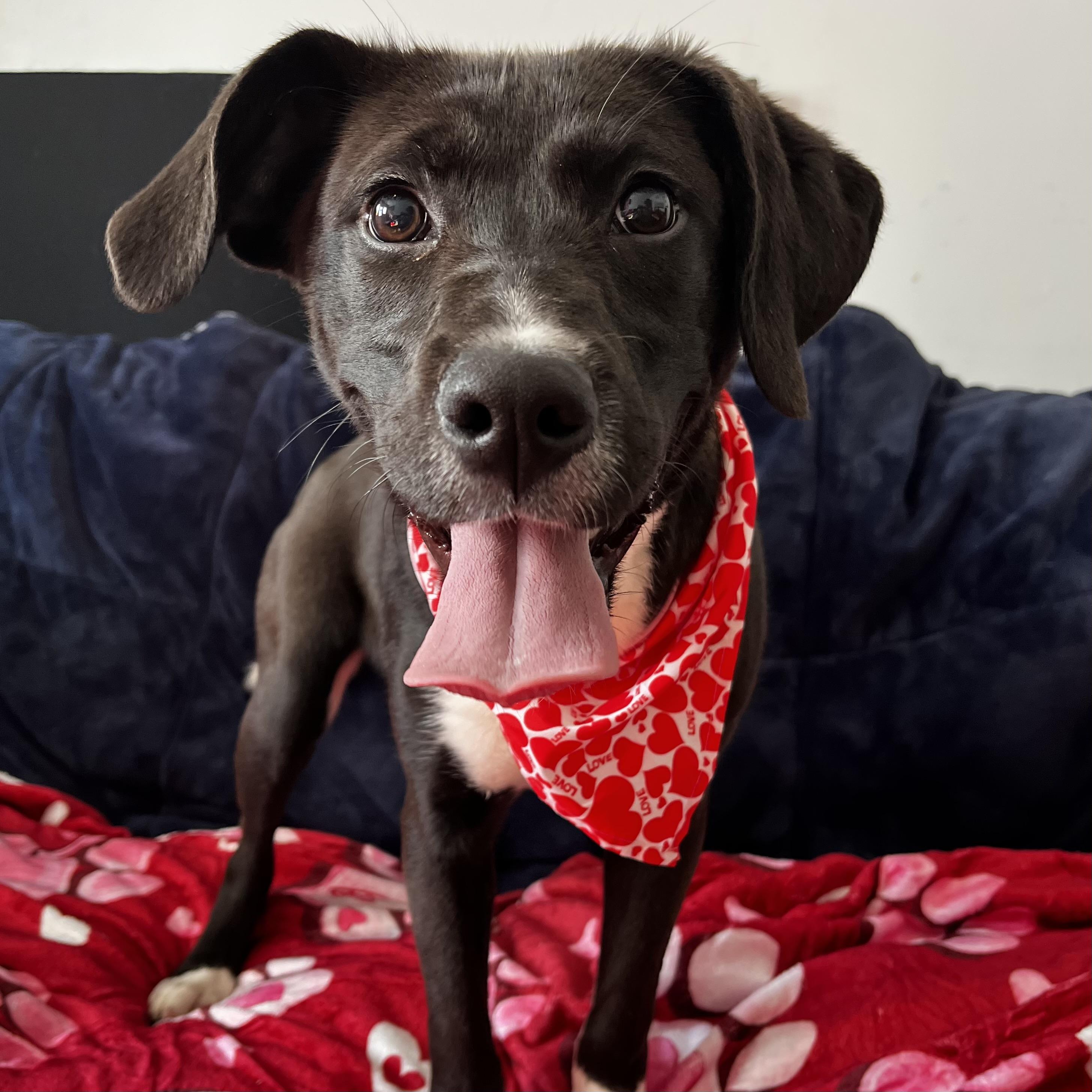 Guava — thumbnail 2