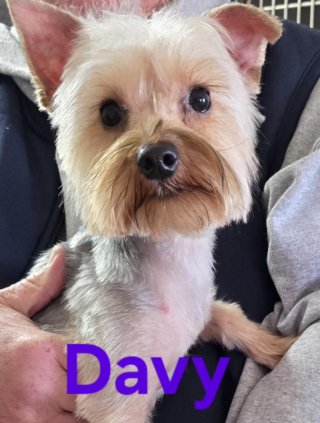Enlarge Davy, a Adopted Yorkshire Terrier in Seaford, DE image 1/1