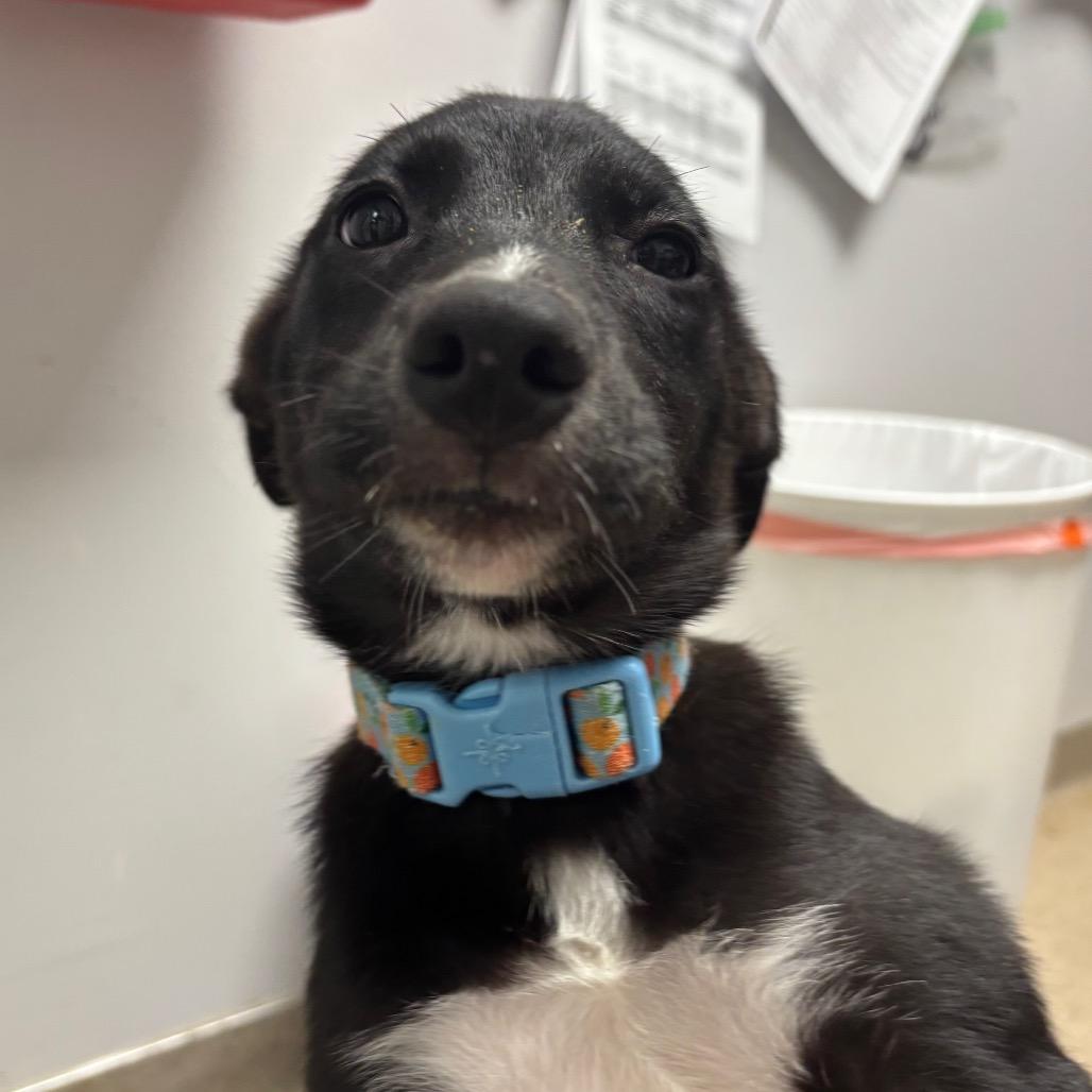 Pepper, Adoptable, Puppy Female Mixed Breed.
