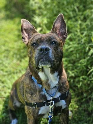 Enlarge Parsa, an adoptable Mixed Breed in Reisterstown, MD image 1/2