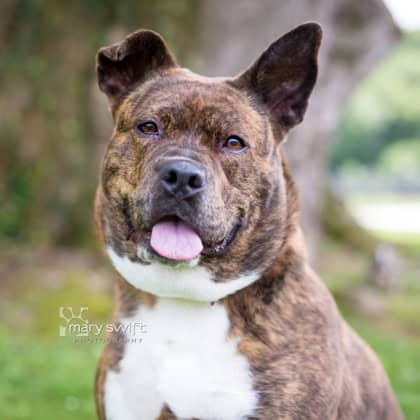 Enlarge Parsa, an adoptable Mixed Breed in Reisterstown, MD image 2/2