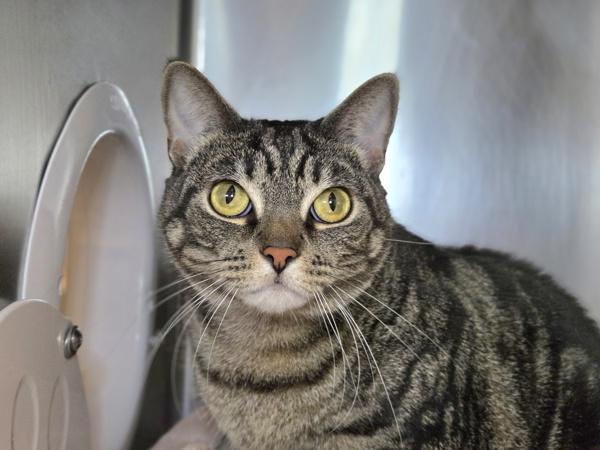 Geebee, Adoptable, Adult Female Domestic Short Hair.