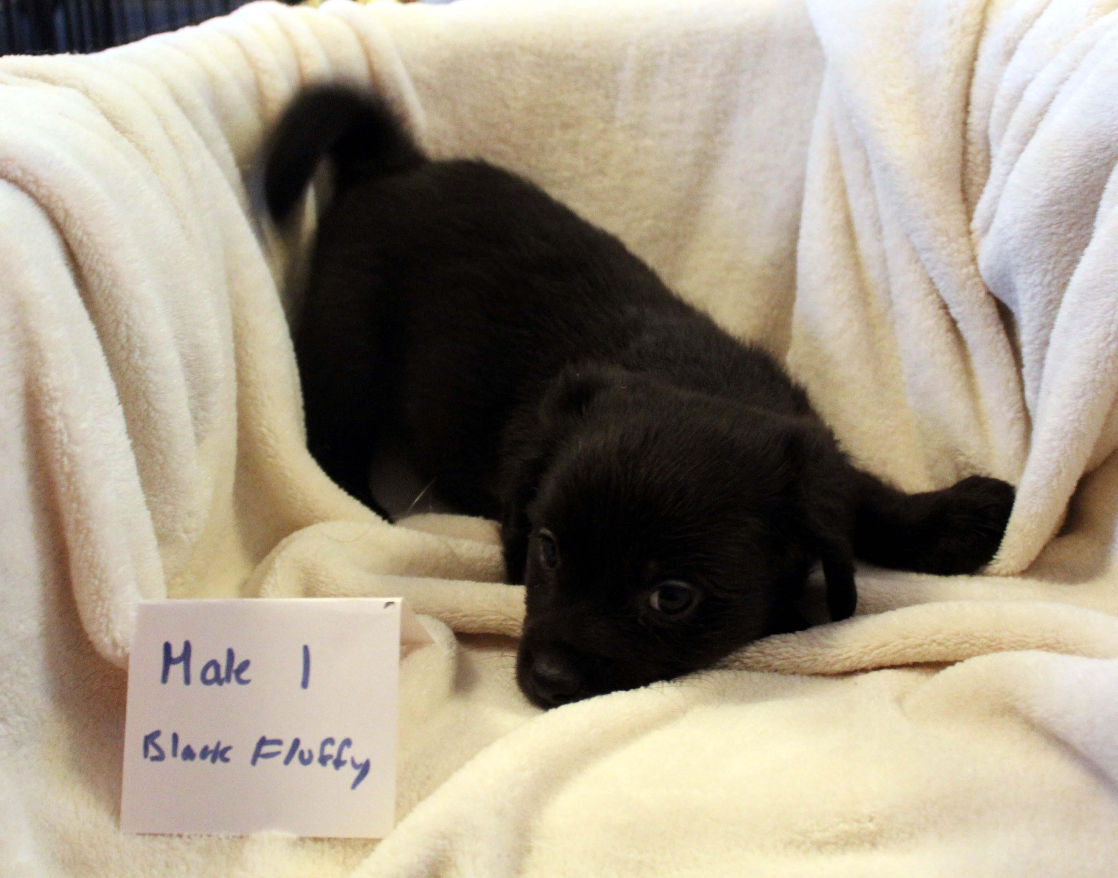CHIHUAHUA PUPPY (MALE #1 BLACK FLUFFY)