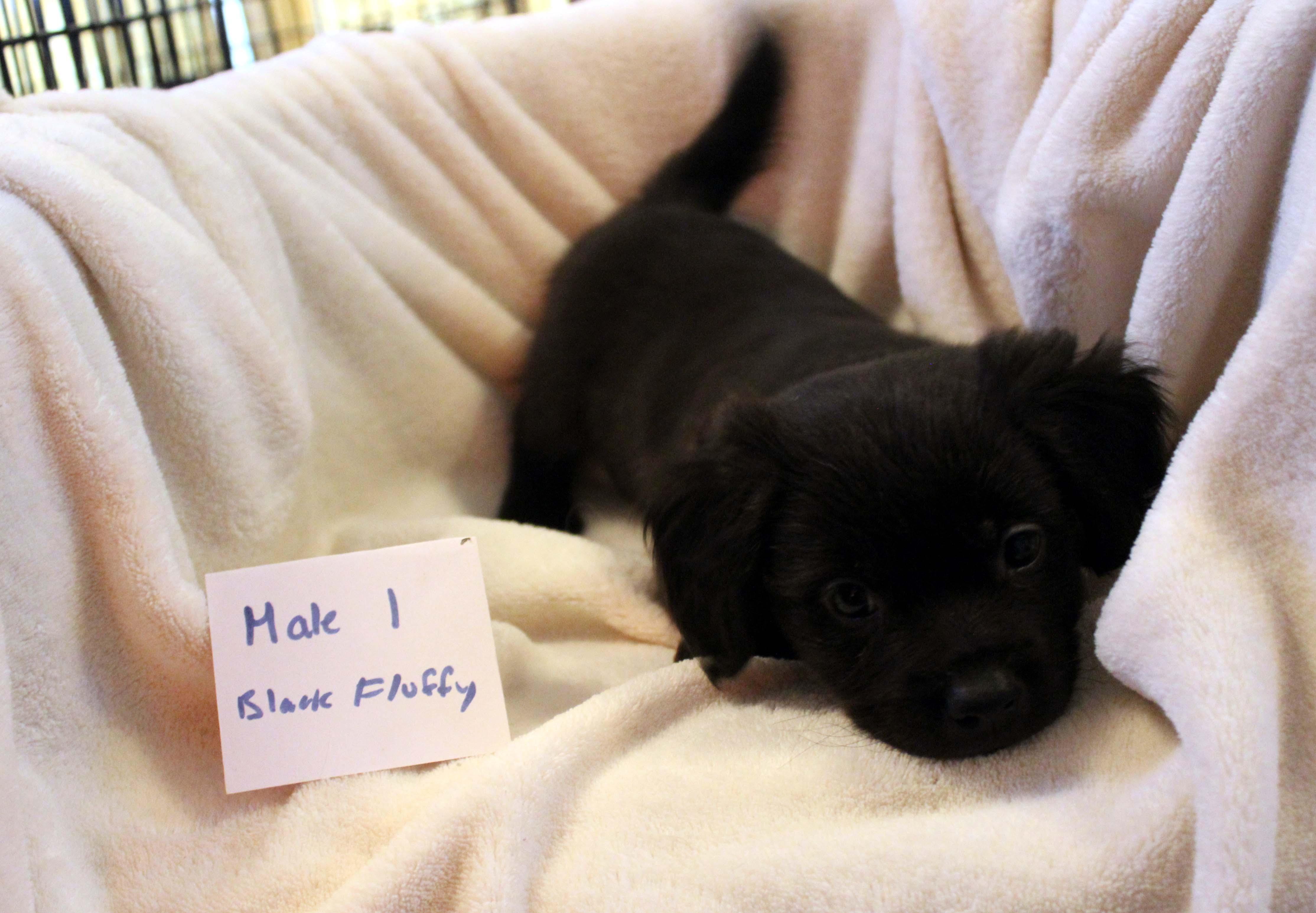 CHIHUAHUA PUPPY (MALE #1 BLACK FLUFFY)