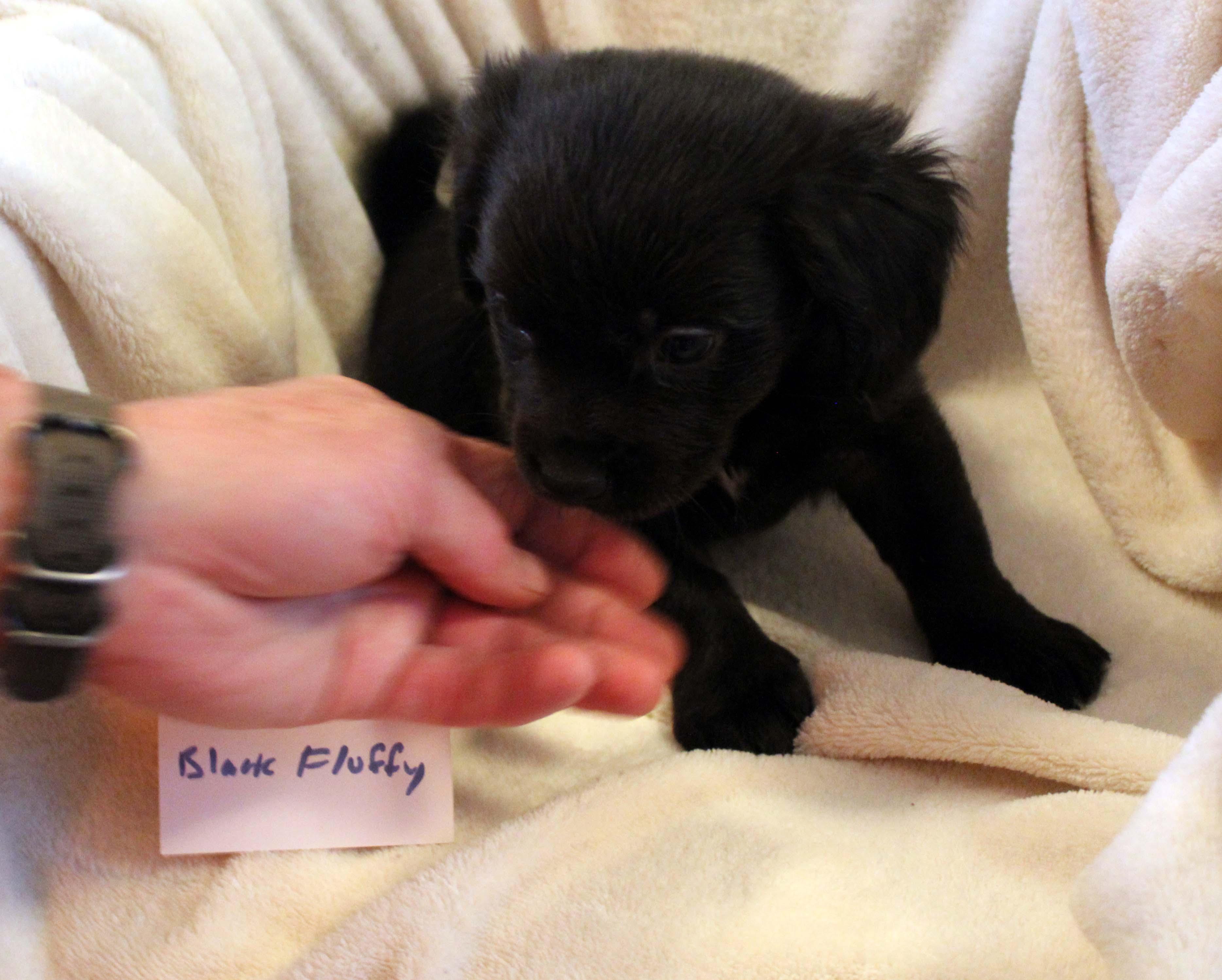 CHIHUAHUA PUPPY (MALE #1 BLACK FLUFFY)