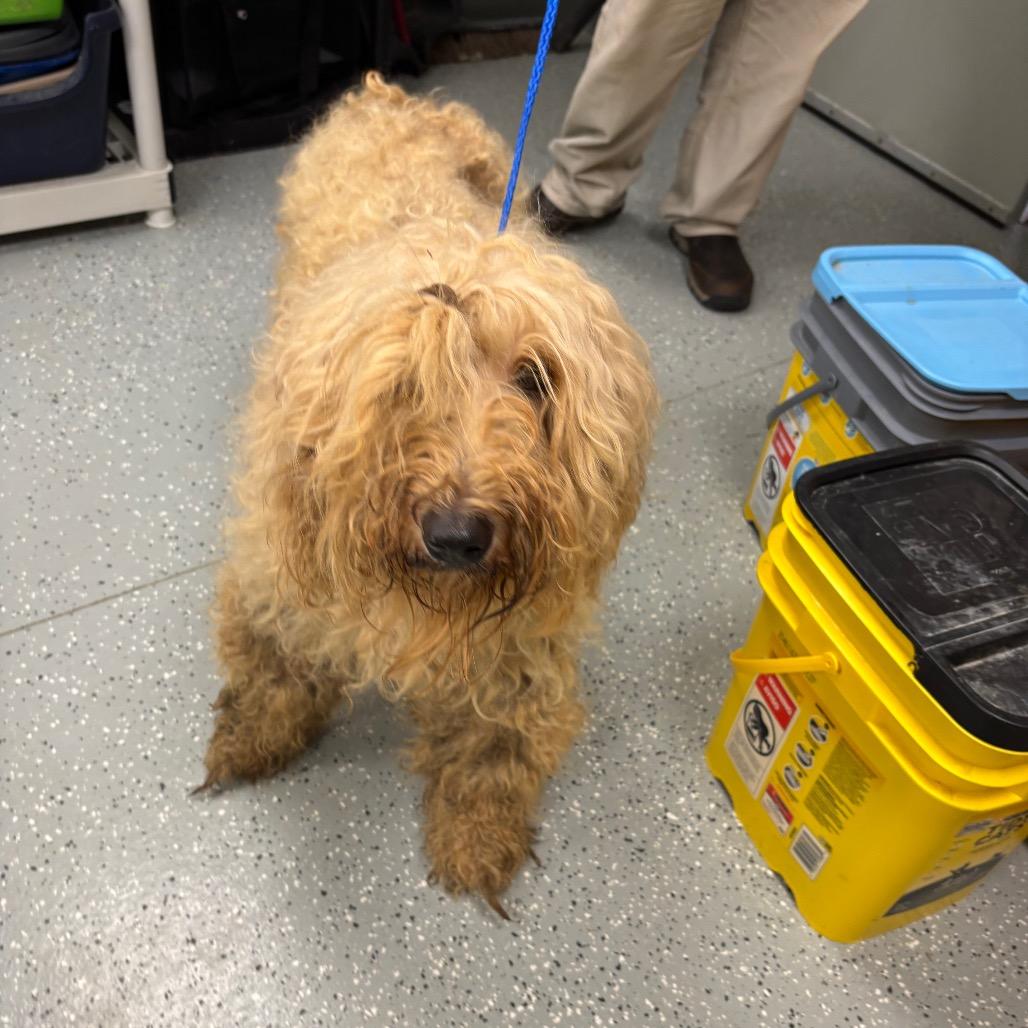 Janis Joplin, Adoptable, Adult Female Poodle & Mixed Breed.