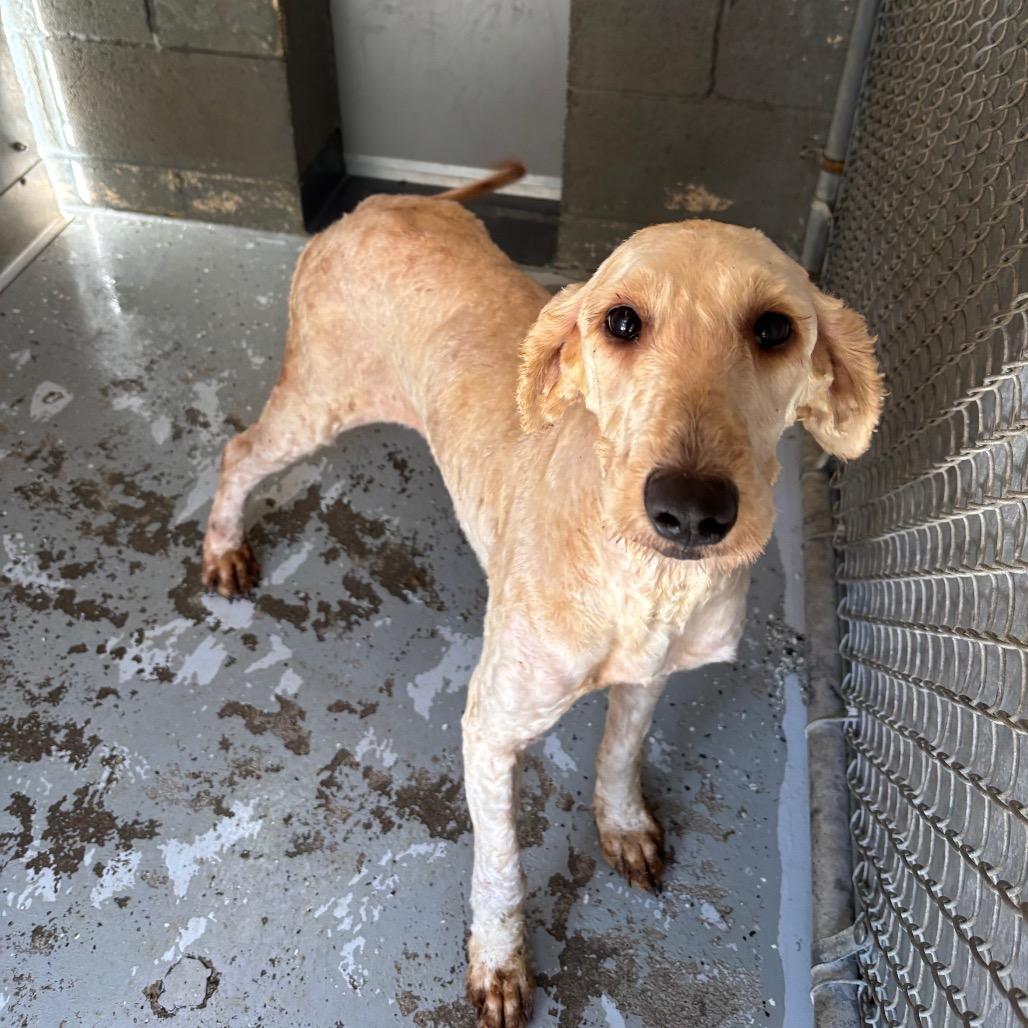 Enlarge Janis Joplin, a Adoptable mixed breed in Galax, VA image 2/2