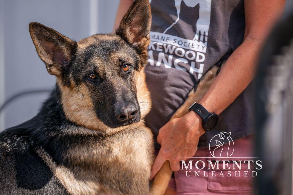 Rexx, an adopted German Shepherd Dog in Myakka City, FL image 2/5