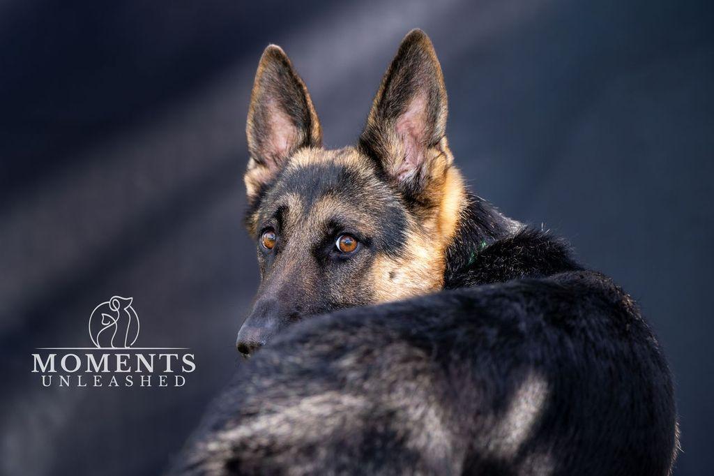 Rexx, an adopted German Shepherd Dog in Myakka City, FL image 3/5
