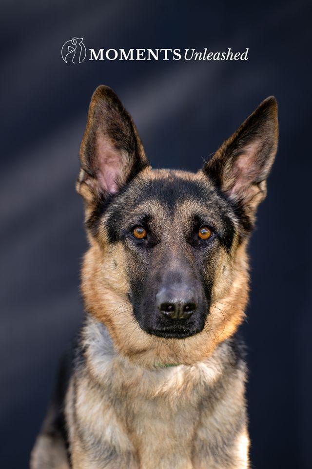 Rexx, adopted, Young Male German Shepherd Dog.