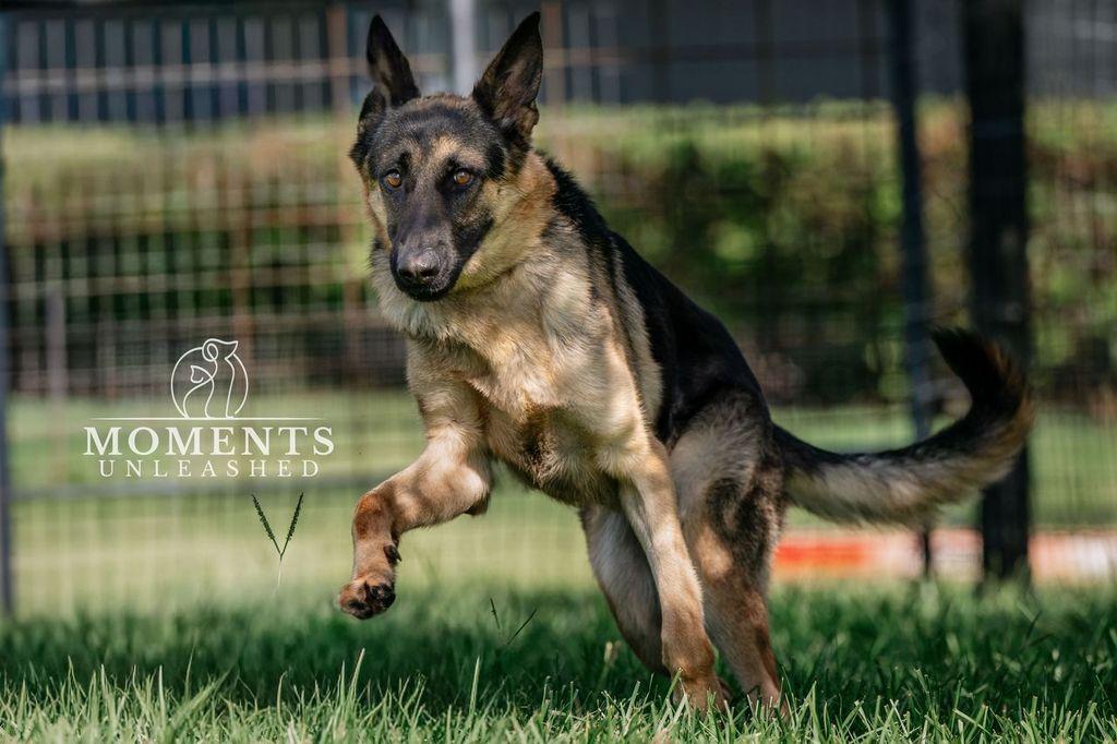 Rexx, an adopted German Shepherd Dog in Myakka City, FL image 5/5